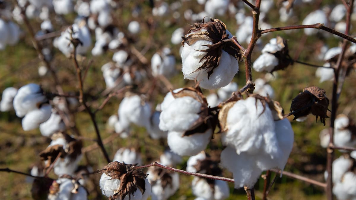 Cotton bolls on the plant in a sunlit field